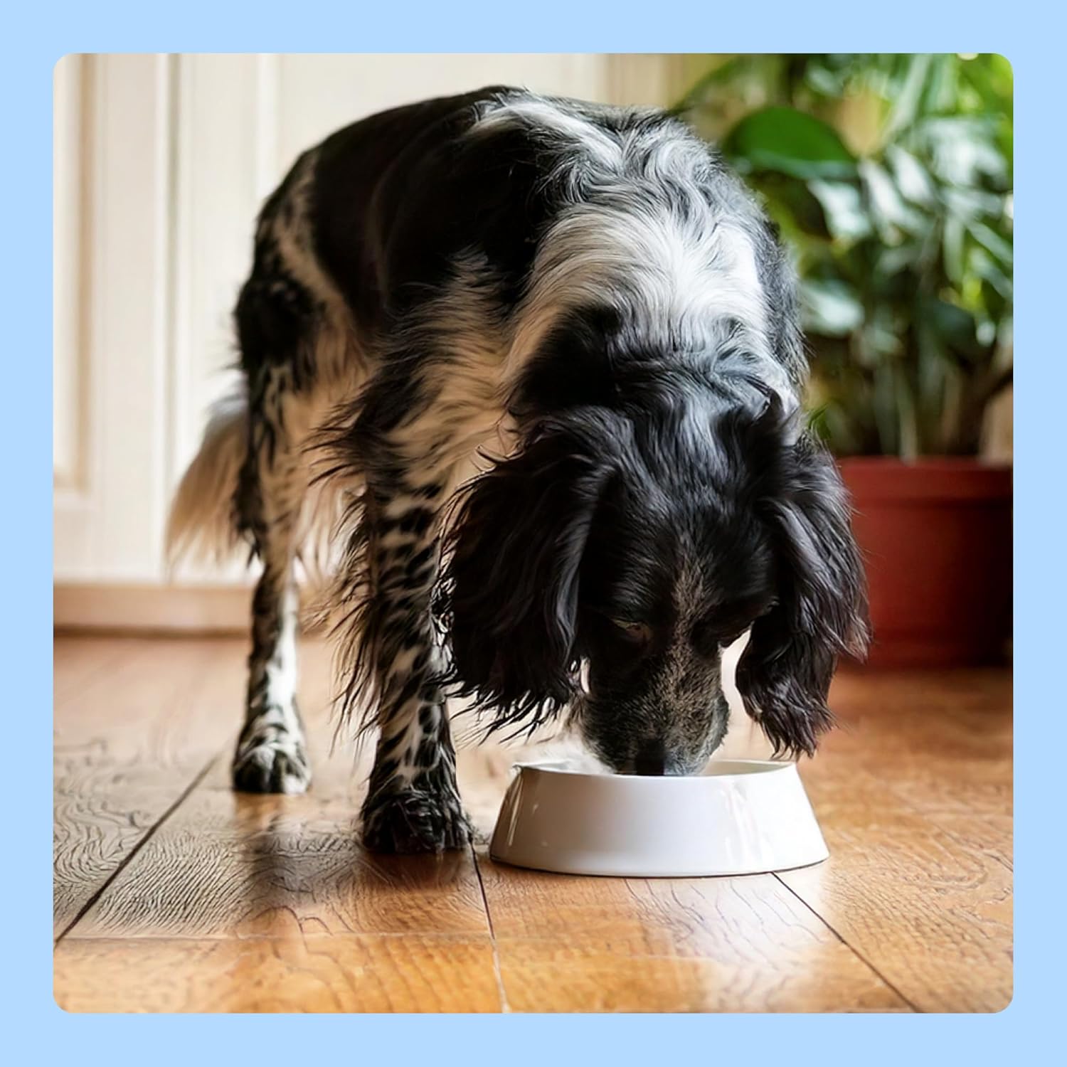 patés mixtos patés mixtos